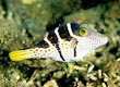addle Valentini Puffer Fish